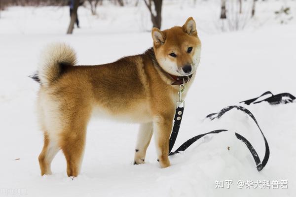 柴犬怎么看纯不纯有什么特征