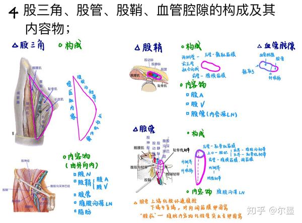 股鞘的边界是什么