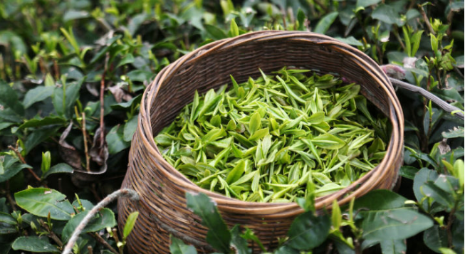 广东茶叶分享一样的茶青制作不同的茶叶