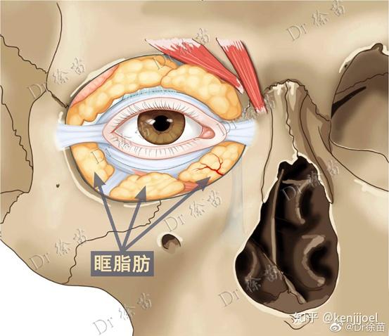 2.眼部拨筋可以收紧皮肤?