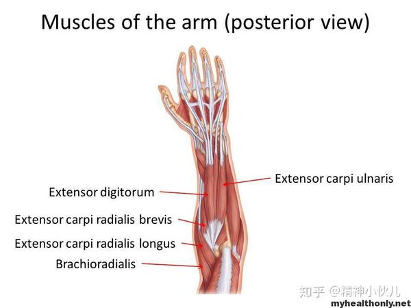 3. 桡侧腕长伸肌