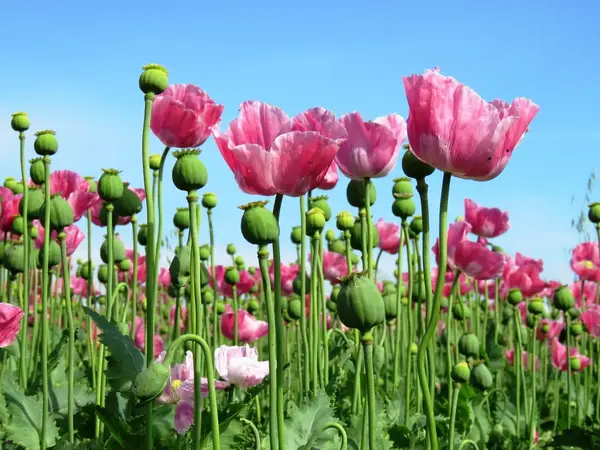 罂粟,即鸦片罂粟 opium poppy,一年生草本植物,每年初冬播种,春天开花
