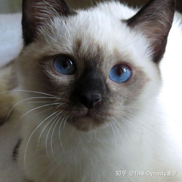 暹罗猫到底长什么样?