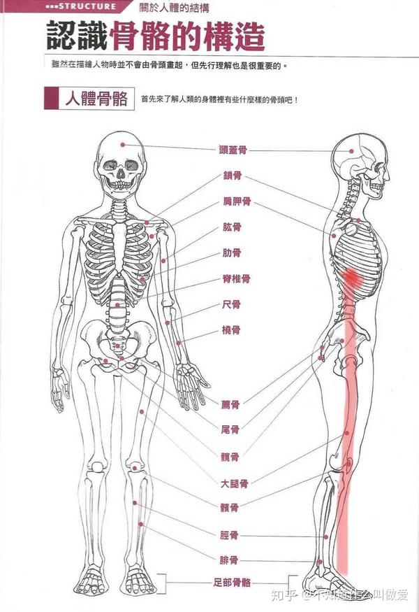 人体的骨骼,从侧面看, 脊椎是呈现出一个"双s"形状,具体就是 颈椎