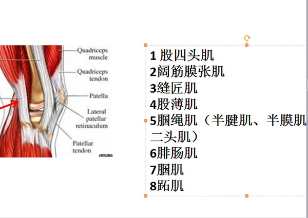 我们主要康复的组织包括:股四头肌,阔筋膜张肌,髂胫束,臀中肌,小腿三