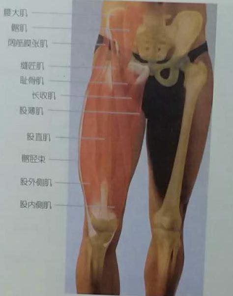 髋关节伸展肌肉:大收肌后部纤维,臀大肌,臀中肌后部纤维,股二头肌长头