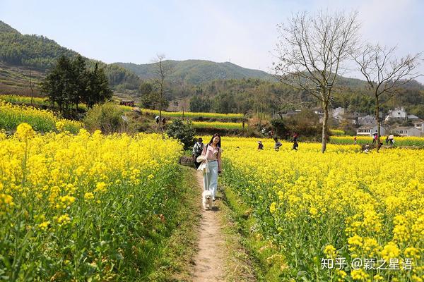 宁波油菜花最佳欣赏基地,梯田油菜花,宁波版婺源