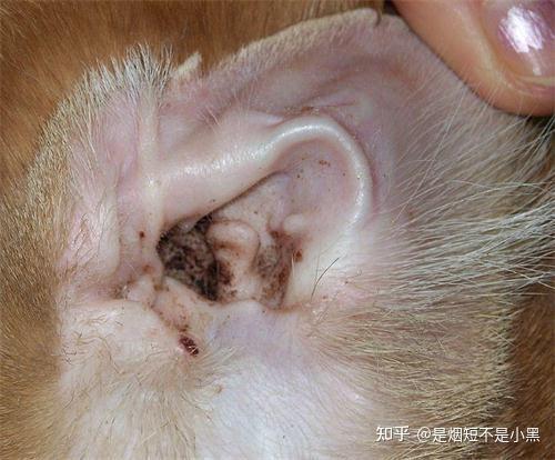 三,耳垢,耳螨和马拉瑟菌有什么区别?如何分辨?