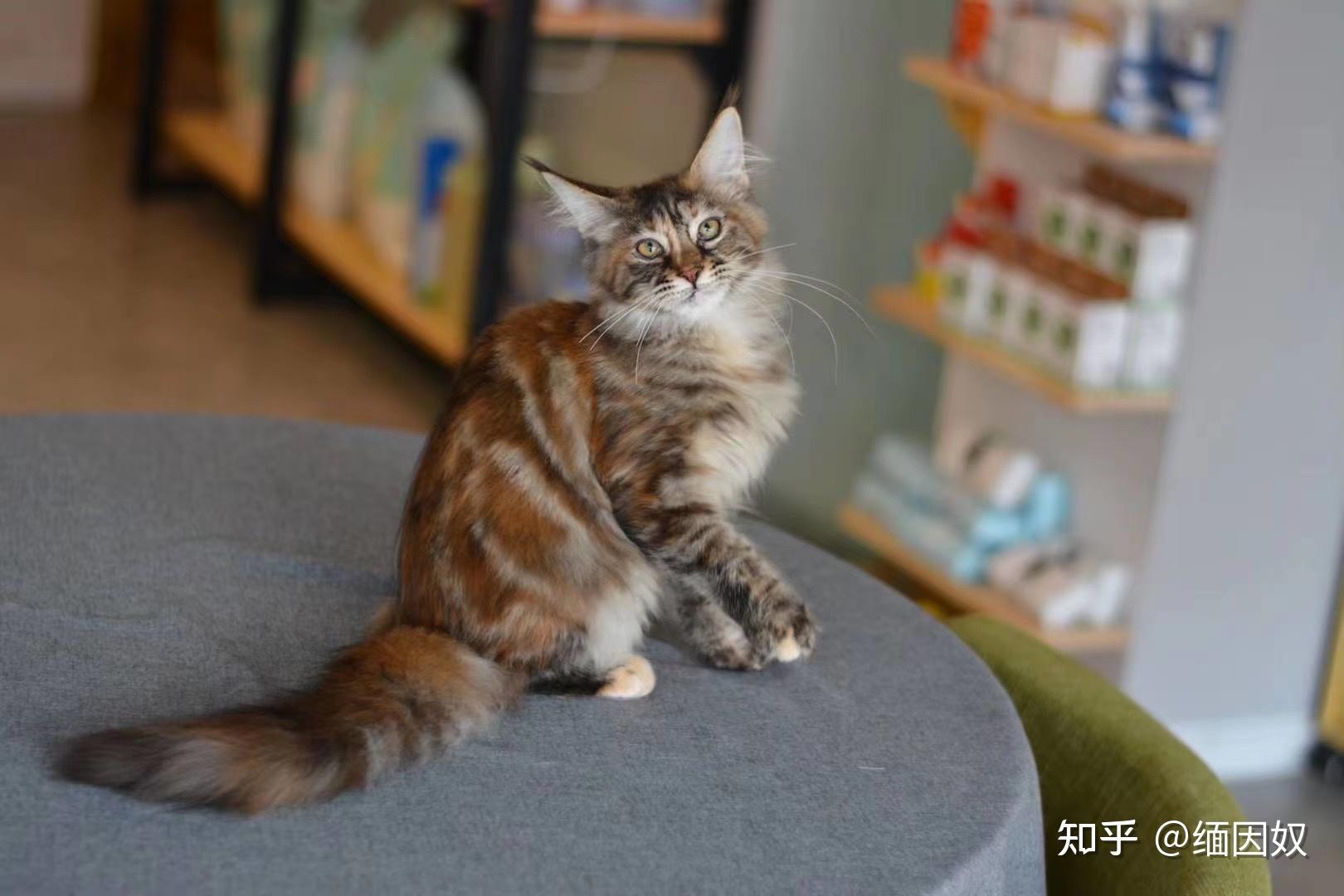 纯血统缅因猫的逆袭