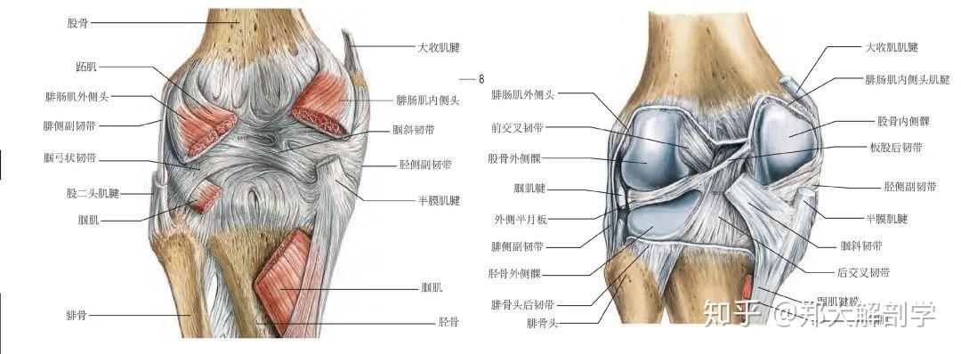 膝关节内侧手术入路需解剖分离隐神经髌下支,这可能是经此入路术后