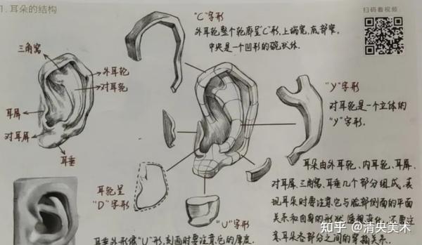 耳朵的结构