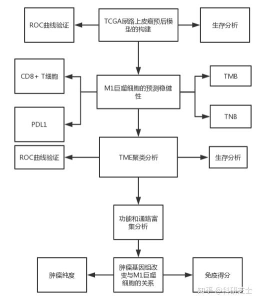 从免疫表型相关的巨噬细胞入手,纯生信分析也能发8分