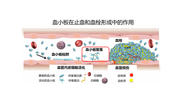 血小板你怎么成了动脉硬化和动脉血栓的帮凶