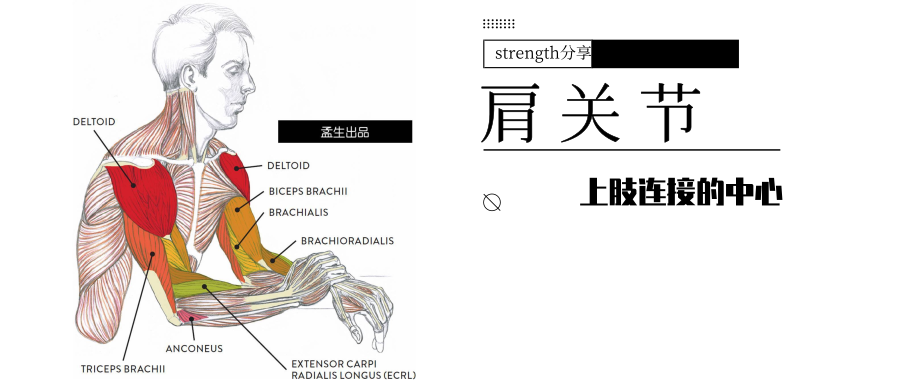 肩关节稳定使用指南——正确使用肩关节