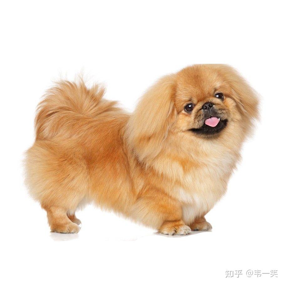 中国宫廷犬京巴