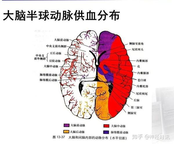 超全脑动脉解剖及供血区分布 课件