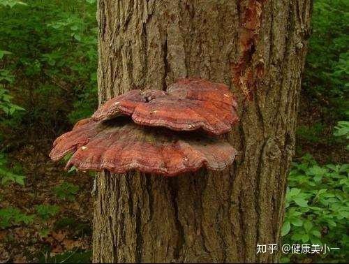 焄灵芝有三个养生作用,"老虎"都害怕,男人常喝壮如牛!