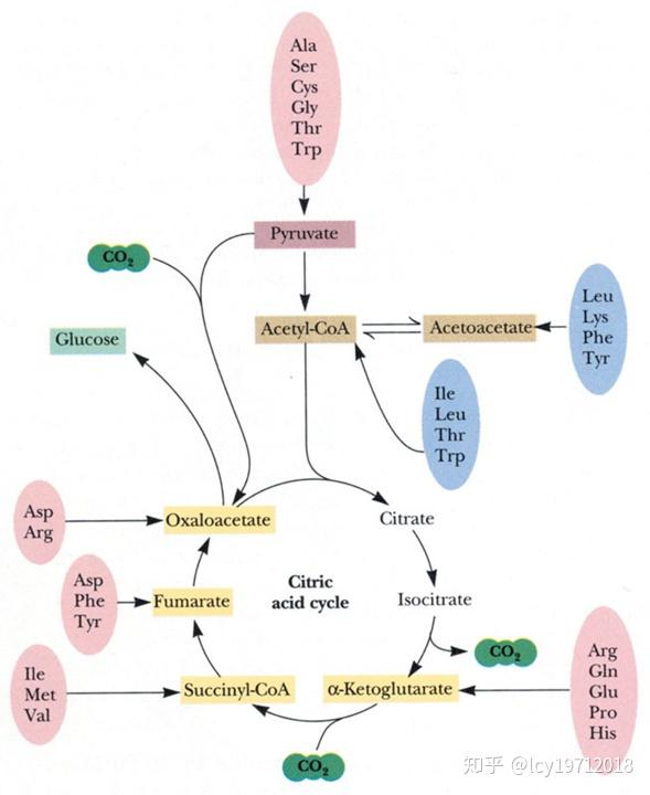 氨基酸进入三羧酸循环的途径