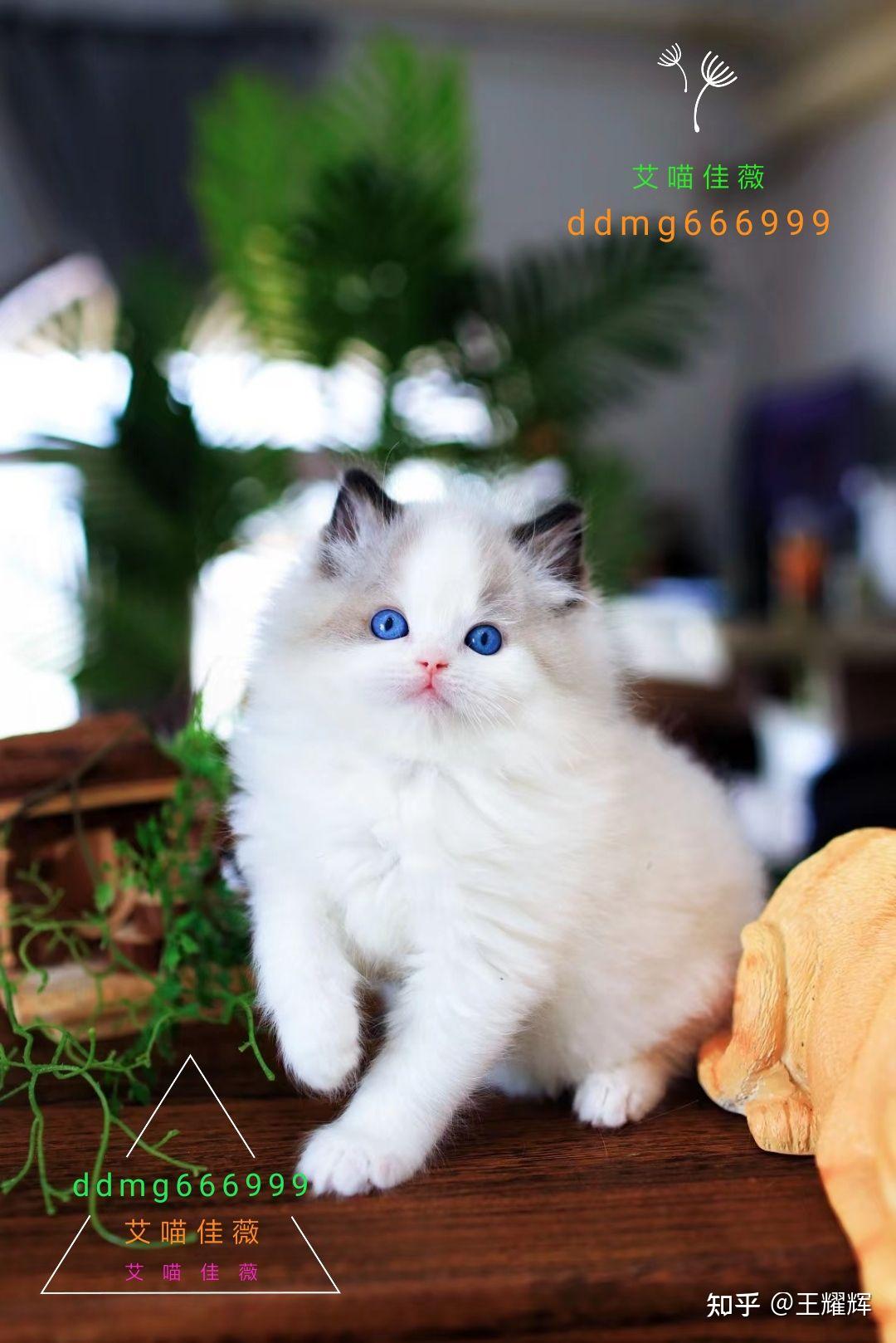布偶猫山猫手套公 能否做来繁育?