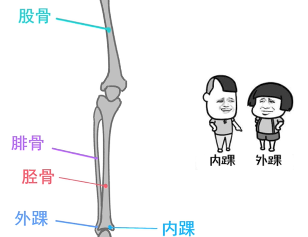 在腿伸直的状态下髌骨不在大腿骨和小腿骨的交界处而是位于最高的位置