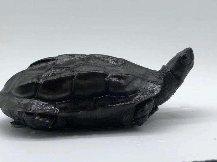 中国的龟文化内涵深厚龟被赋予了哪些寓意