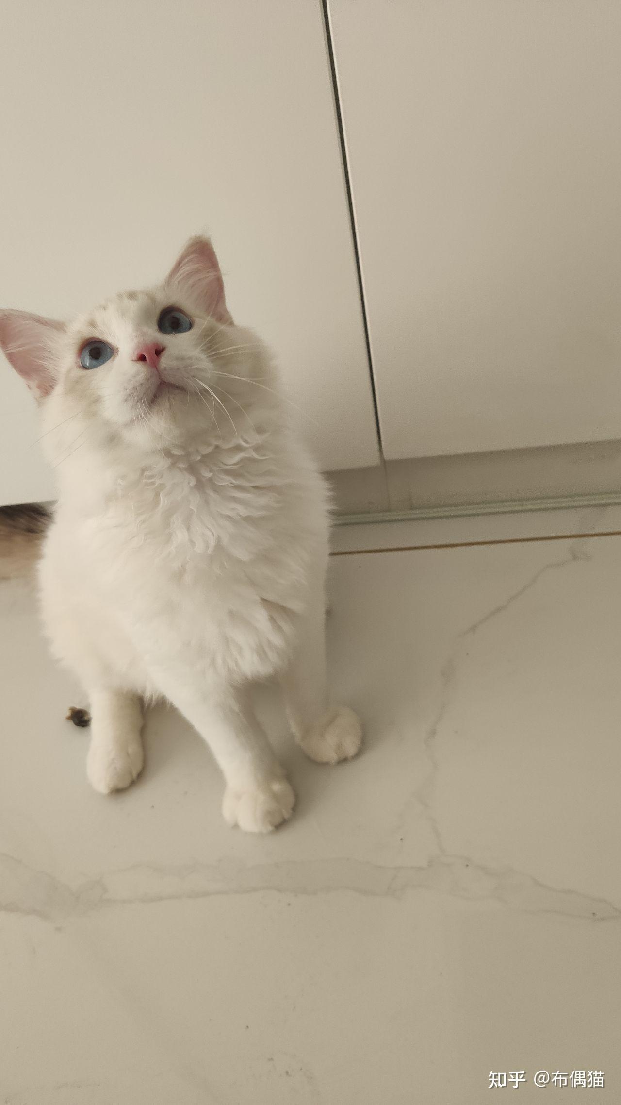 南京家养布偶猫找新家,蓝山双弟弟,5个月大,品相完美