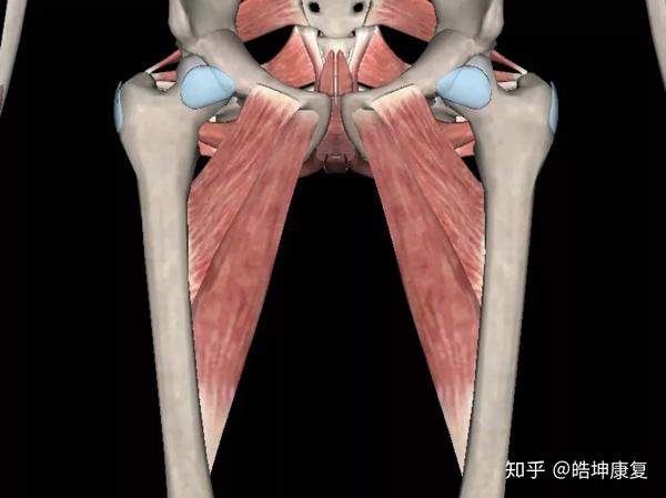          腹肌用力带动髋关节屈曲