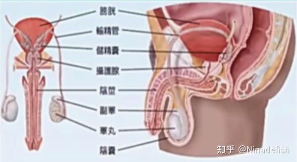 男性生殖器结构示意图