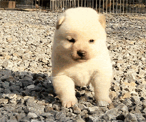 他们只不过想亲亲抱抱举高高而已……    小狗勾们离开妈妈,来到