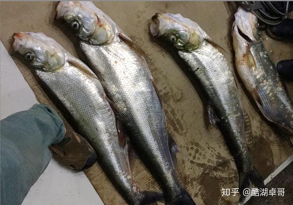 泥鳅7cm到11cm长度为首选,这样和翘嘴常吃的饵鱼大小相当,粗细也要做