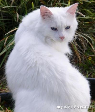 土耳其梵猫(turkish van)