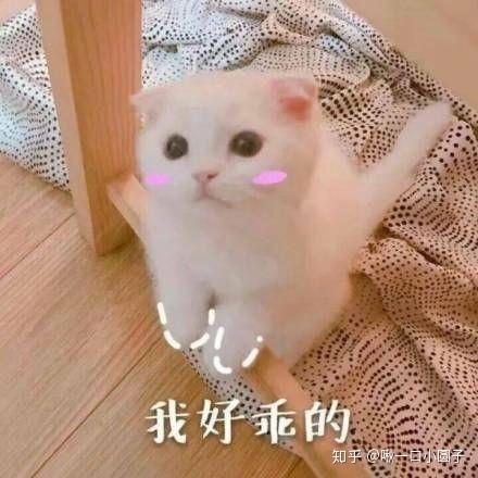 有哪些可爱到哭泣的猫咪图片或者表情包?