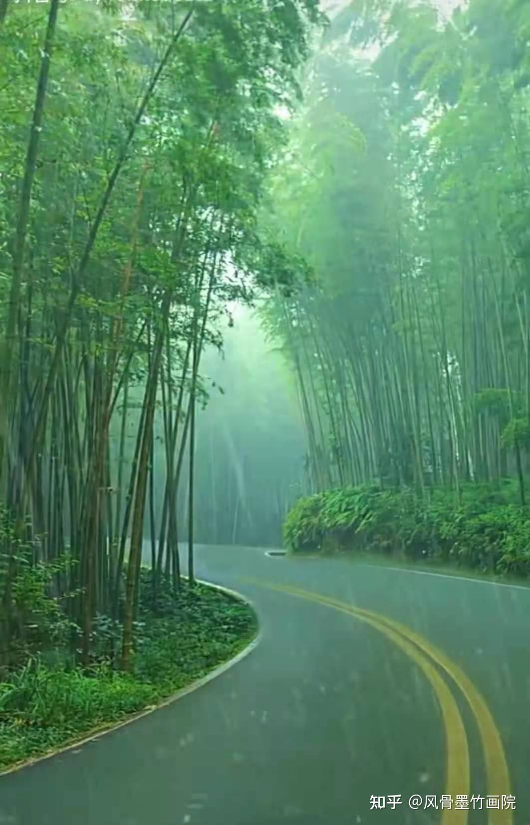 沈子琪散文风雨中我看见竹子的力量