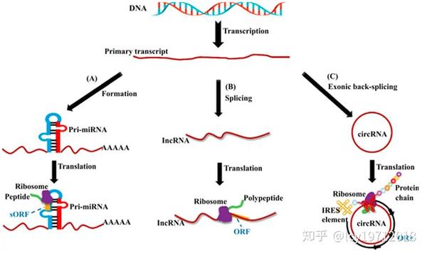 编码rna与非编码rna三