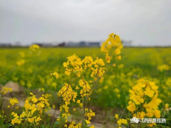 免门票!在南昌这里藏着一片千亩油菜花海