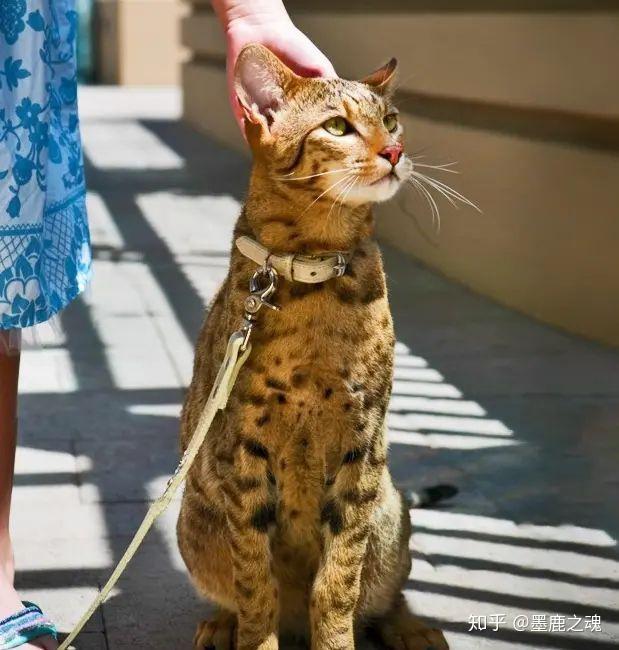 土豪标配颜值限量版混血猫