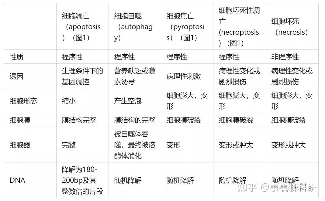 影响因子80的细胞焦亡review了解一下