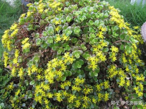 北面部落秦岭徒步穿越常见可实用野生植物