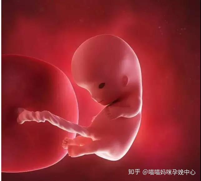 怀孕142周3d胎儿超声图全记录彩图