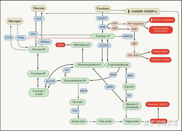 肝脏果糖代谢及其与葡萄糖代谢的比较
