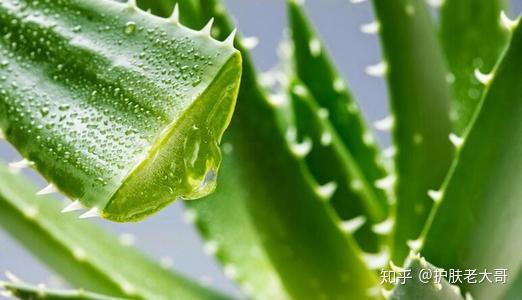 芦荟原液可以当爽肤水用吗?