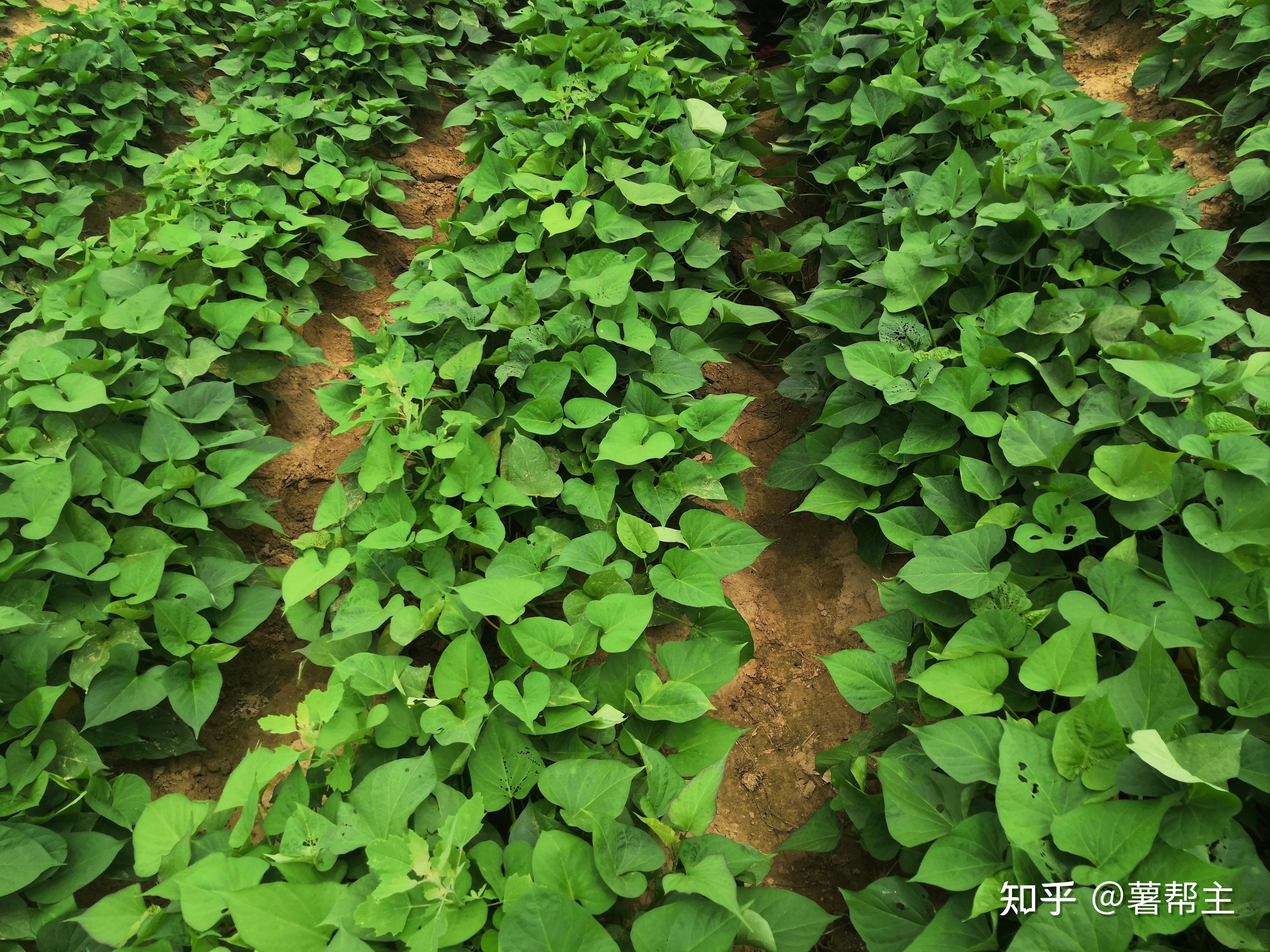 如果7-8月份,天老是下雨,红薯还是不长,恰恰说明红薯生长是有问题的