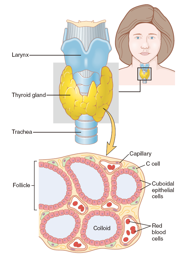 甲状腺位于颈部甲状软骨下方,气管两旁,由大量的滤泡和滤泡旁细胞