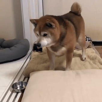 从没见过脾气这么大的狗狗!柴犬:我这暴脾气可