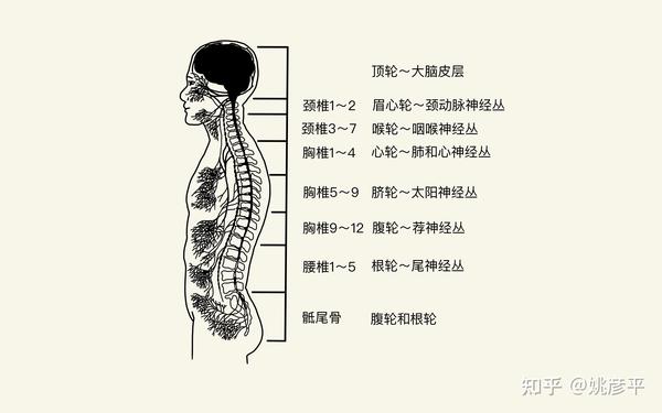 脉轮神经系统   出自《脉轮全书》