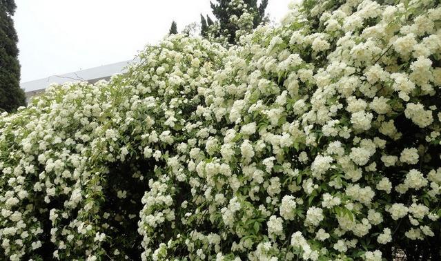 密密麻麻层层叠叠的木香花