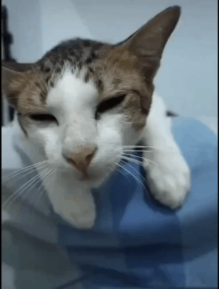 但是,一旦接受了这个设定, 这些小猫咪看起来似乎…还有点可爱?