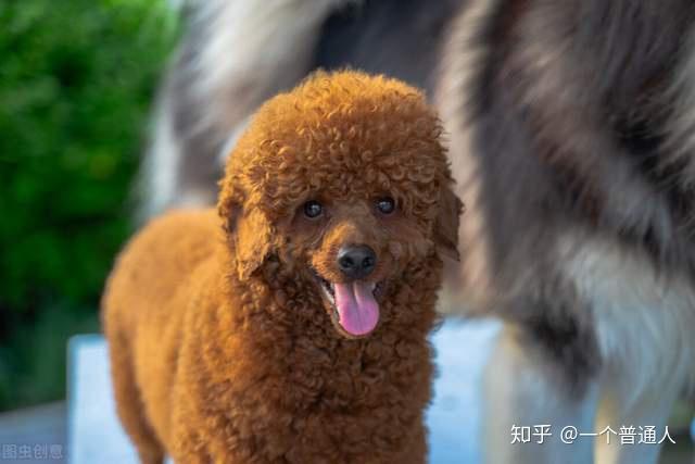 2贵宾犬(泰迪)