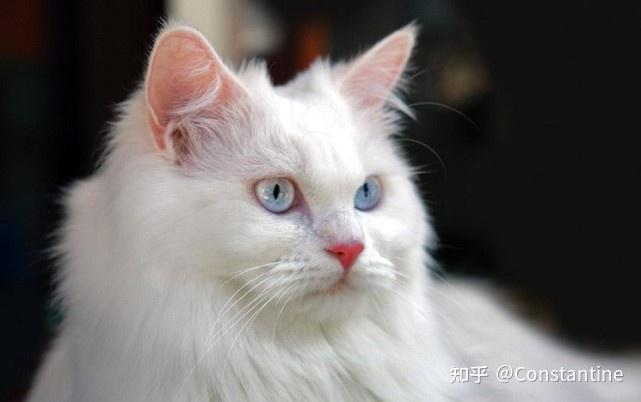 四,土耳其安哥拉猫turkey angora