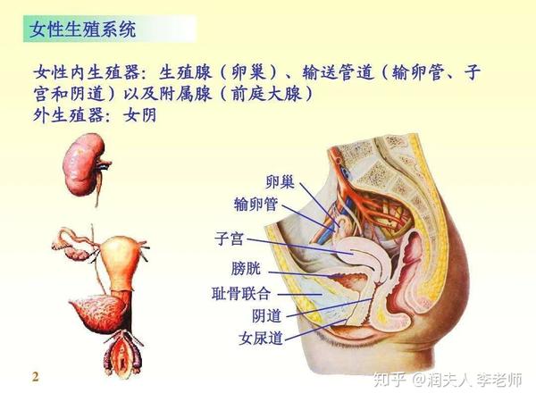 1 方便后怎么擦     女性的尿道短宽直,毗邻阴道口和肛门,细菌容易